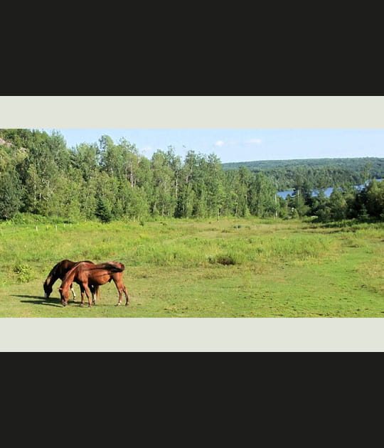 Chevaux &agrave; la campagne