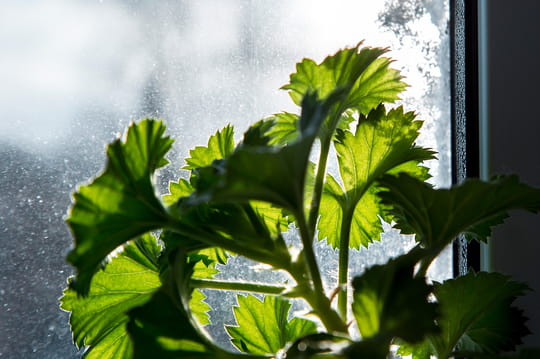 Voici comment faire hiverner votre g&eacute;ranium, il refleurira magnifiquement au printemps