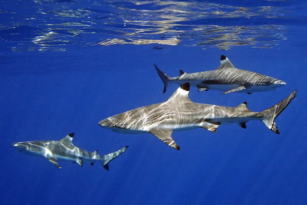 19h : les requins du Pacifique cherchent la date...