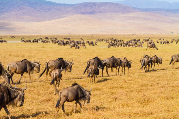 Le cratère du Ngorongoro est un joyau de ce pays, accessible facilement depuis Paris