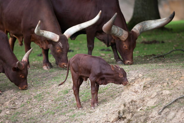 Les naissances à Thoiry