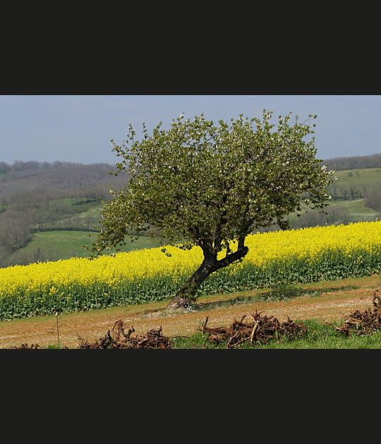 Paysage de printemps