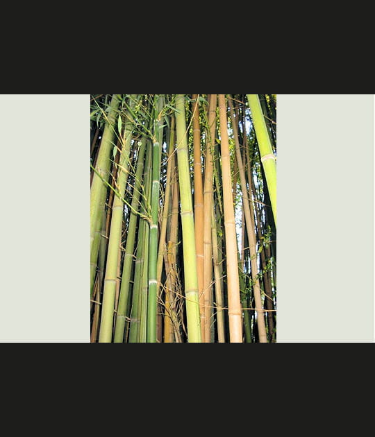 Une for&ecirc;t de bambou