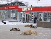 L'évolution en marche : Les chiens errants de Moscou