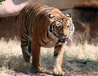 Suprême Animal : Le tigre, le rhinocéros et le rat-taupe nu