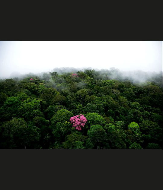 Eb&egrave;ne rose sur la montagne de Kaw