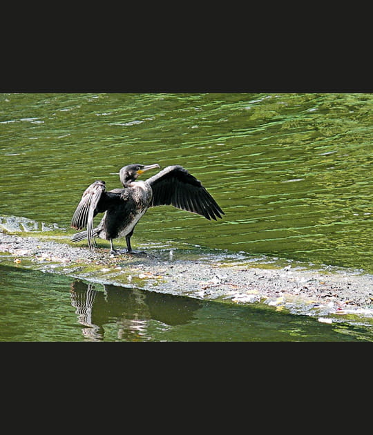 Le cormoran