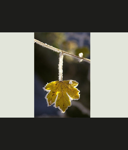 Feuille d'&eacute;rable