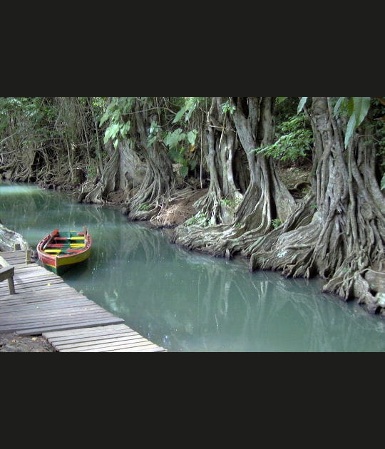 Tour du monde des mangroves