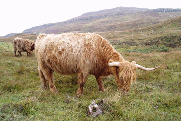 De drôles d'animaux