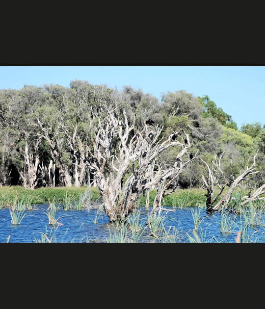 Le lac Herdsman
