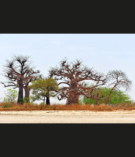 Baobabs dans le Delta du Saloum
