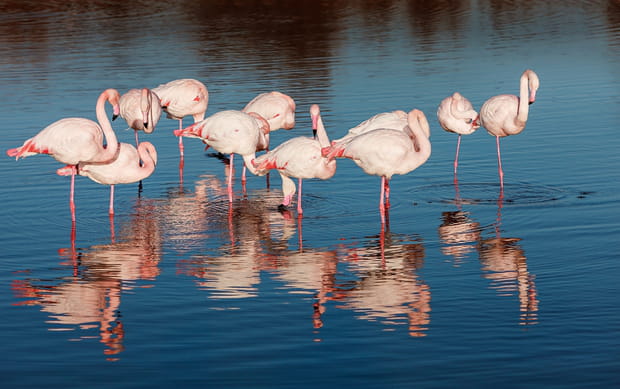 Les flamants roses de Camargue