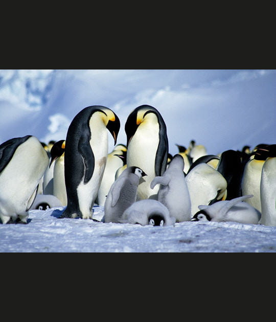 En famille sur la rookerie