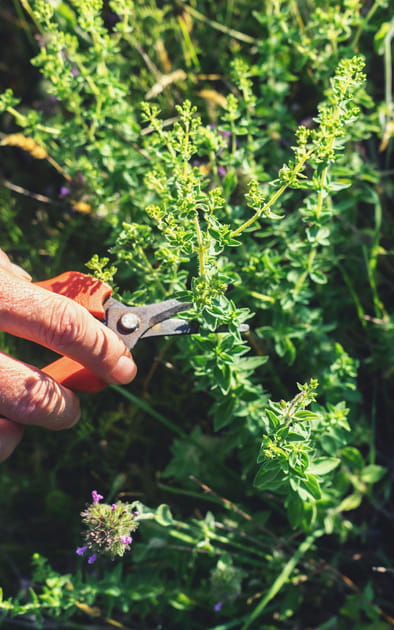 Quand et comment r&eacute;colter ses plantes aromatiques&nbsp;?