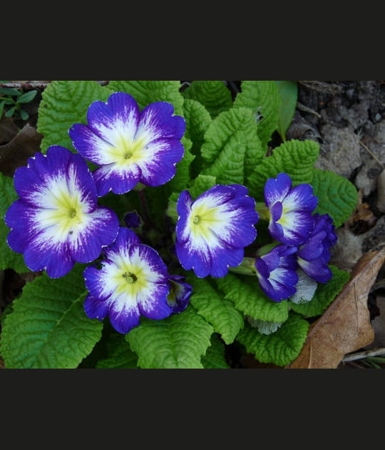 Belles primev&egrave;res