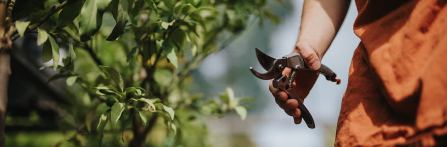 Ces 5&nbsp;plantes sont &agrave; tailler en novembre, apr&egrave;s ce sera trop tard
