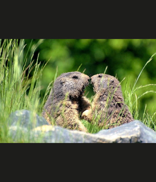 Un amour de marmottes
