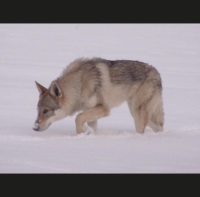 Un chien sauve une famille d'une attaque de loups