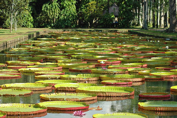 Nénuphars Victoria Regia