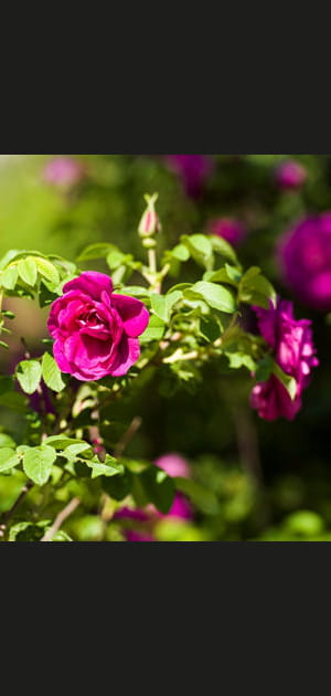 Le rosier rugosa