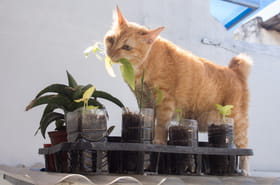 Quelles sont les plantes toxiques pour vos animaux&nbsp;?
