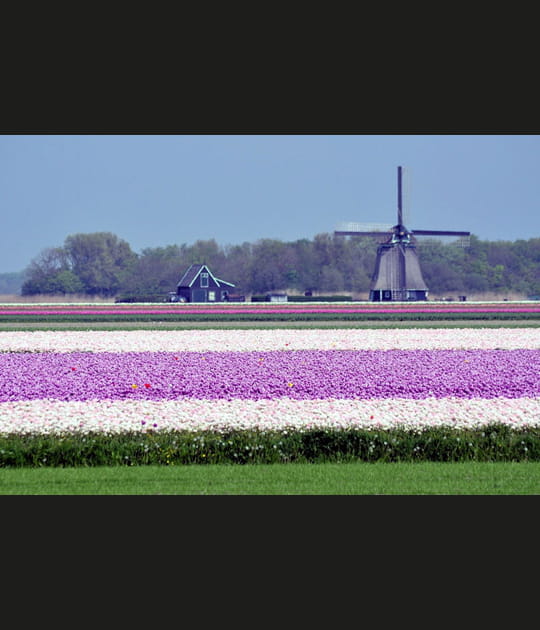 Champ de tulipes et moulin