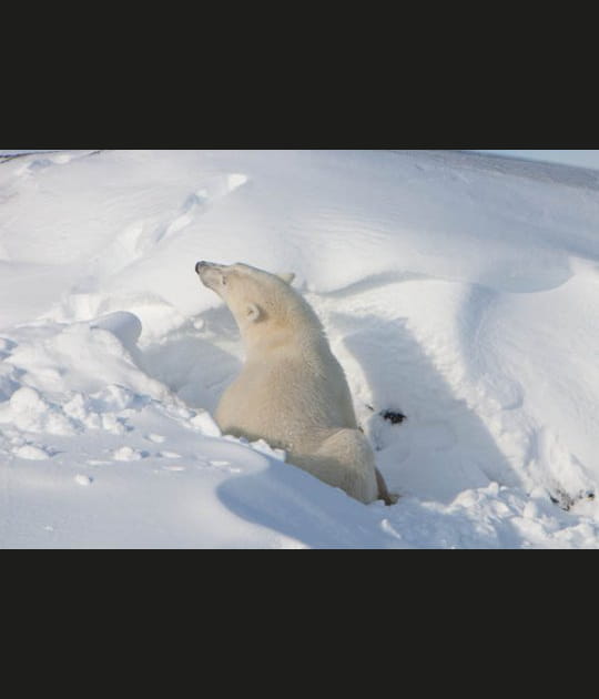 L'Arctique, le pays de l'ours