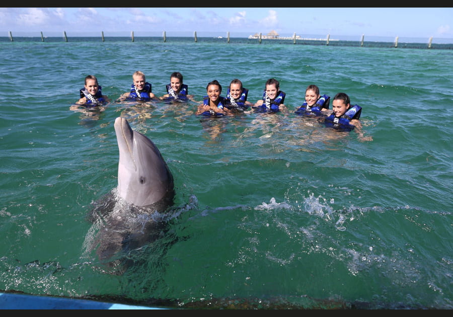 Les Miss nagent avec les dauphins