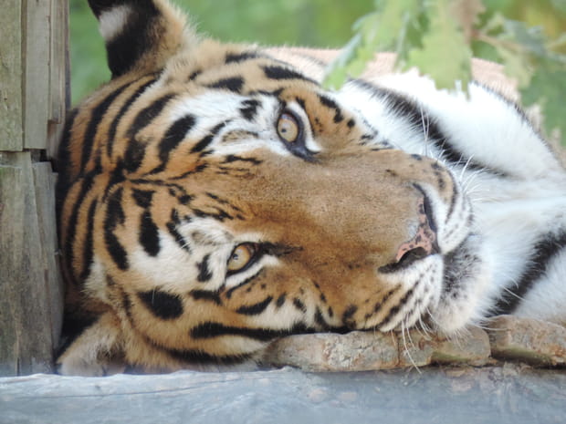 Le Zoo African Safari