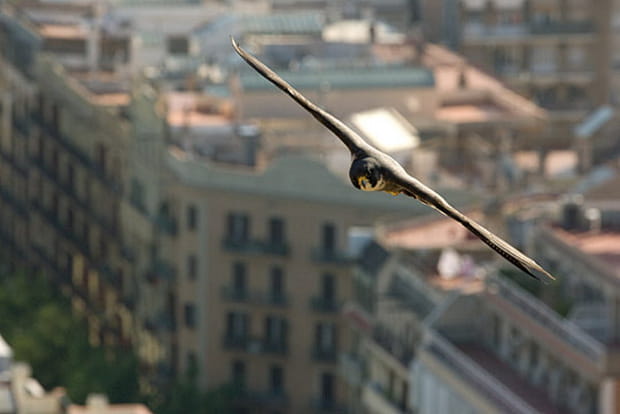 Les faucons envahissent les monuments des capitales
