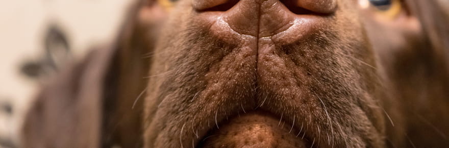 Je suis v&eacute;t&eacute;rinaire, voici pourquoi le museau des chiens est toujours humide