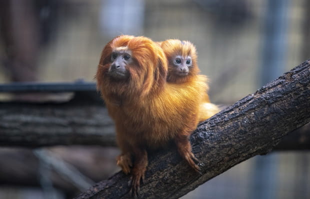 Des tamarins lions dorés au ZooParc de Beauval