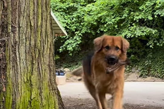 &quot;Le croisement parfait&quot;&nbsp;: un Golden Retriever et un Berger allemand ont eu des chiots, leur maitresse partage le r&eacute;sultat