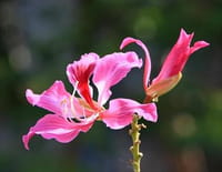 Les jardins suspendus de Hong Kong : Un havre de paix