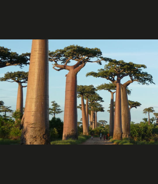 Etape 8&nbsp;: Madagascar