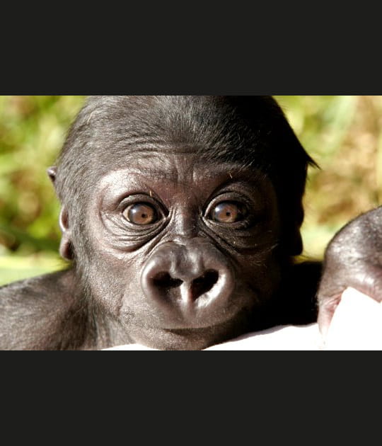 Un b&eacute;b&eacute; gorille tr&egrave;s curieux