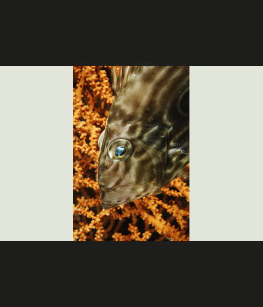 Yeux bleus contre corail orange