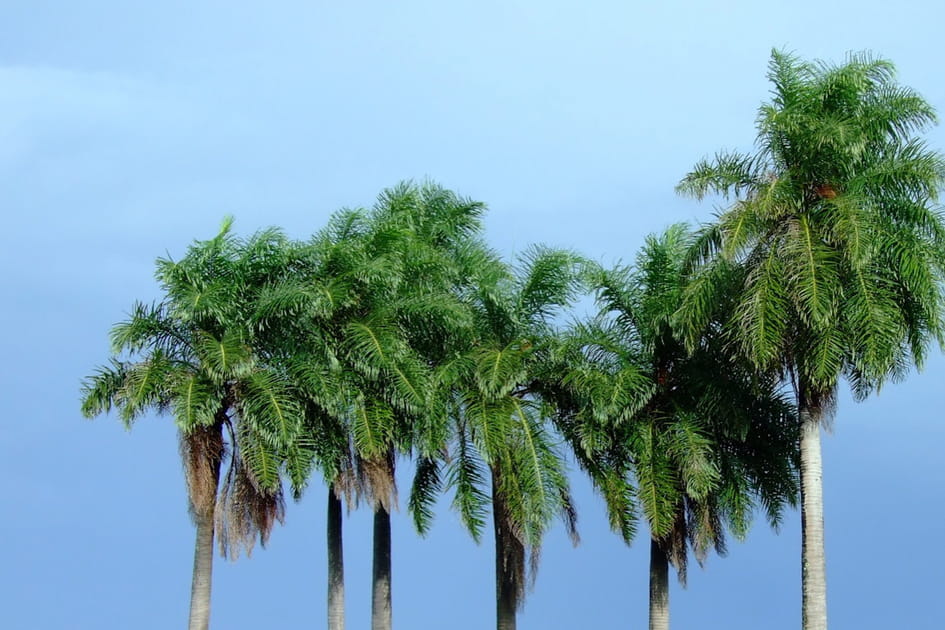 Des arbres trop hauts en Guyane&nbsp;? Direction le Suriname&nbsp;!