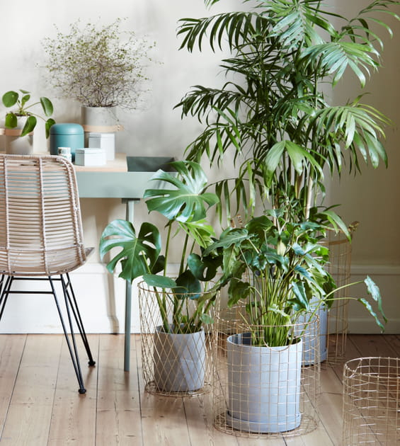 De la v&eacute;g&eacute;tation luxuriante