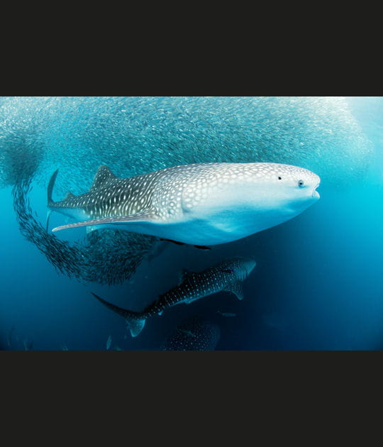 Le requin baleine