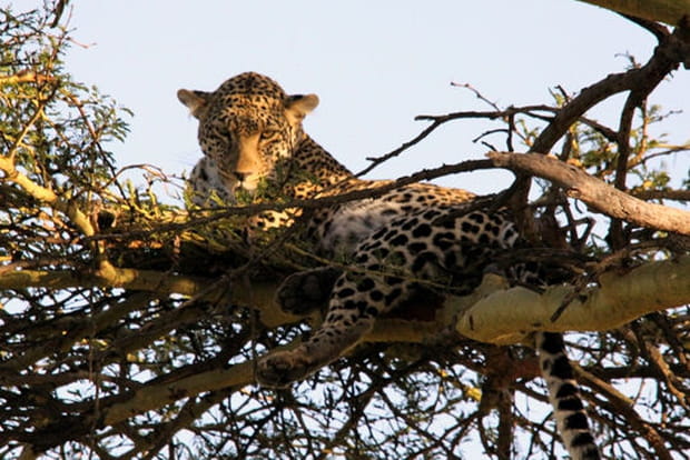 Léopard dans les arbres