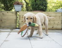 Une vie de chiot : Malin comme un chien