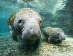 Les outsiders du monde animal