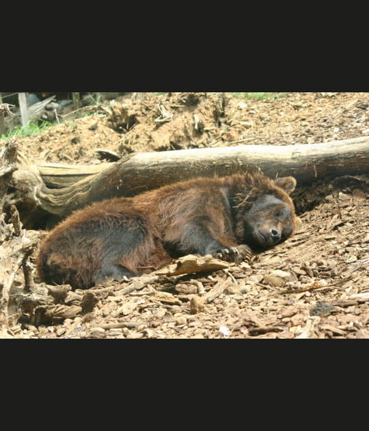 Un ours mignon&nbsp;?