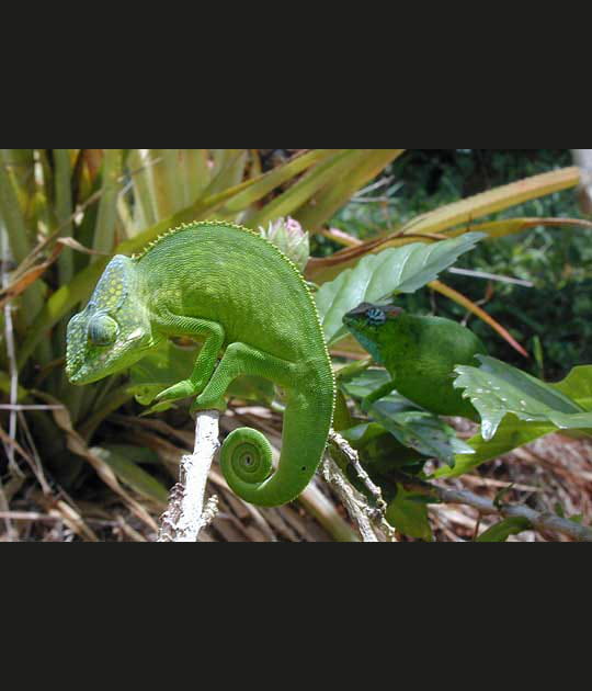 Un couple de cam&eacute;l&eacute;on