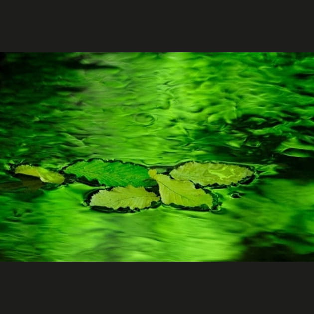 Feuilles sur l'eau