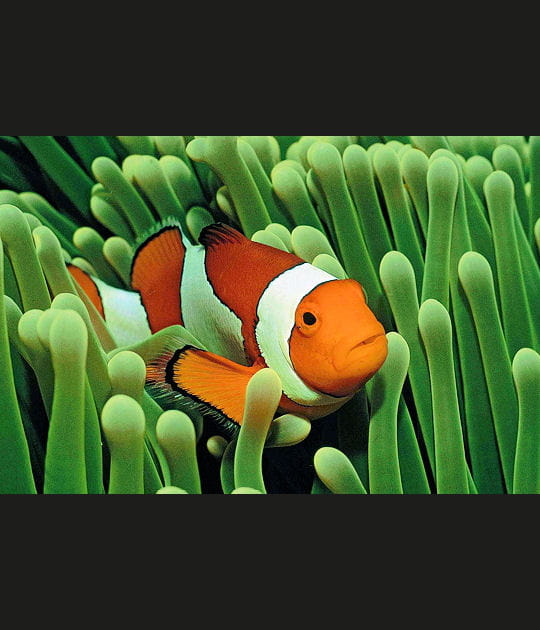 La cachette du poisson-clown