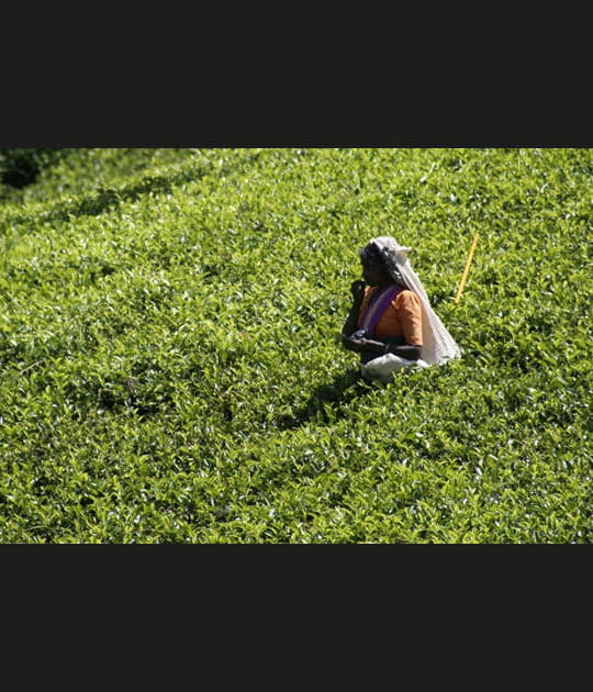 Midi&nbsp;: pause d&eacute;jeuner dans les champs de th&eacute; du Sri Lanka