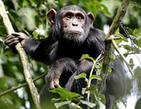 Destination Wild : Congo : Le royaume de King-Kong